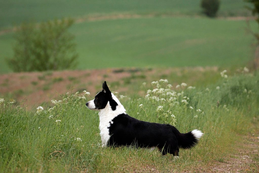 Welsh Corgi Cardigan han i landlige omgivelser Welsh Corgi Cardigan han i landlige omgivelser