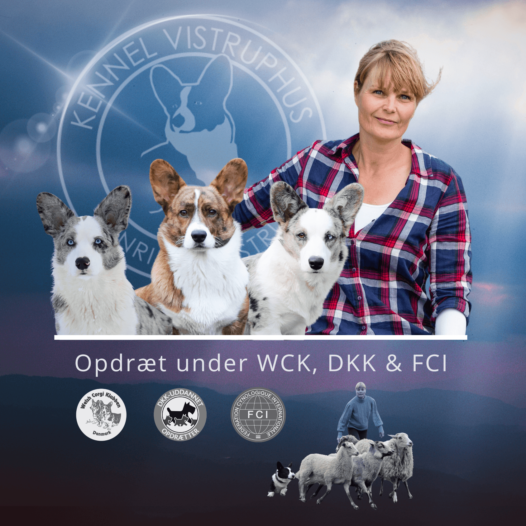 Henriette Vistrup fra Kennel Vistruphus sammen med tre Welsh Corgi Cardigan hunde Henriette Vistrup fra Kennel Vistruphus sammen med tre Welsh Corgi Cardigan hunde